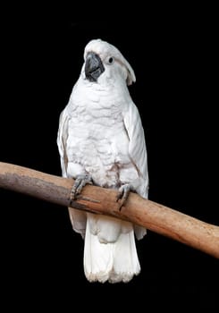 White parrot sitting on a branch over black background