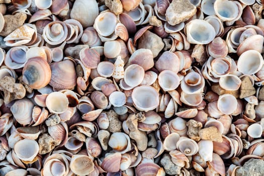 Top view of seashell texture background. Seashell background texture close up