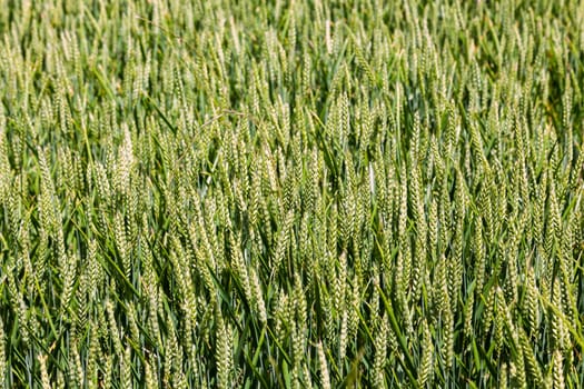Expansive wheat field thrives under midday sun, showcasing tall, vibrant green crops gently swaying.