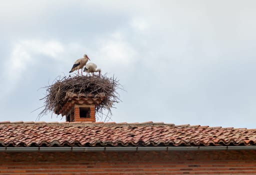 Two storks are tending to their nest made of twigs, perched on a chimney under a cloudy sky.