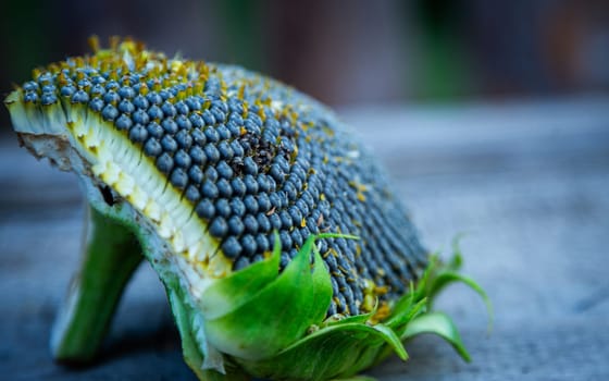 half of a broken sunflower lies on a wooden table. High quality photo