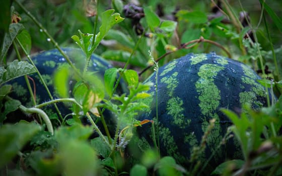 Two small watermelons are lying in the grass. High quality photo