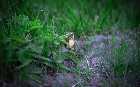 White small strawberry berry growing. High quality photo
