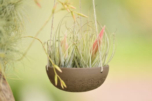 Green tillandsia air plants hanging in a pot