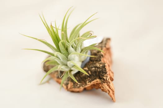 A green tillandsia air plants in a piece of wood