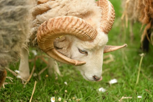 Big horn beige sheep grazes in a meadow and eats grass