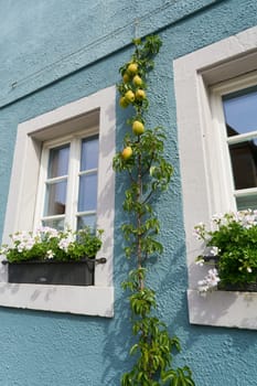 Young pear tree on the facade of a house in the old town of Rothenburg ob der Tauber in Germany