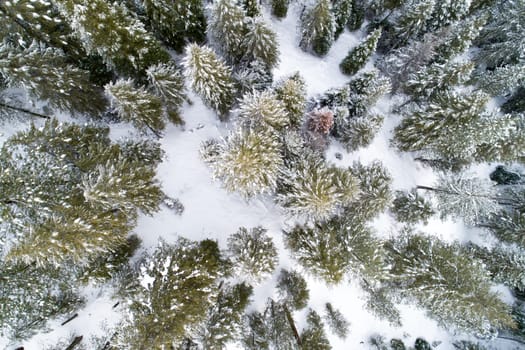 A snowy forest with trees covered in snow. The trees are tall and green, and the snow is covering them. The image has a peaceful and serene mood, as the snow-covered trees create a sense of calmness