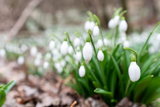 Delicate white snowdrop blossoms emerge from verdant foliage amongst decaying leaves on a forest floor. Early spring blooms.