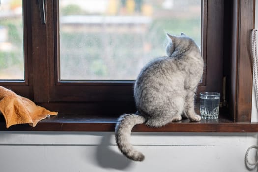 A gray cat sits in front of a glass of water on a wooden windowsill and looks out the window, a bowl of water near the sleeping place so that the pet drinks enough water,
