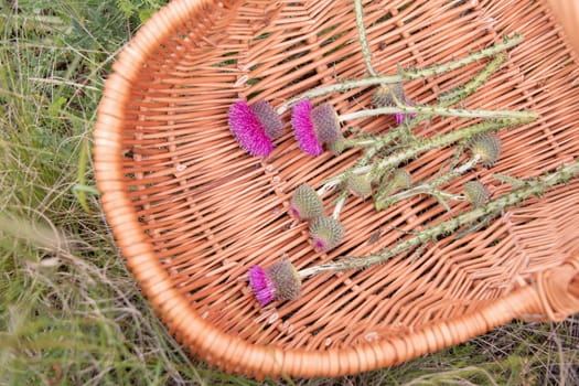 Wicker basket with freshly picked pink thistle flowers, medicinal flower collection concept highlighting the abundance of nature, collecting herbs for medicines