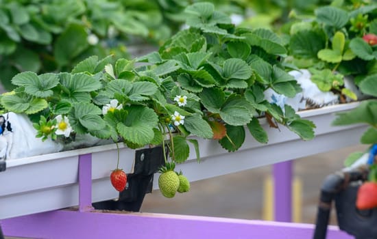 Vibrant strawberry plants flourish in a vertical garden, showcasing ripe and unripe fruits beneath bright blue skies.