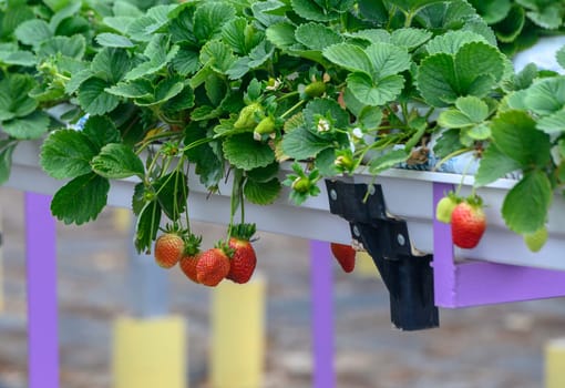 Lush green strawberry plants hang gracefully, displaying ripe red fruits ready for picking under bright sunlight.
