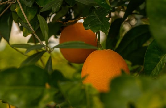 Juicy oranges dangle from vibrant foliage as warm sunlight filters through, creating a lively atmosphere.