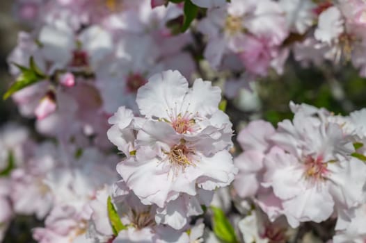 Cherry blossoms bloom under spring's warmth, showcasing a stunning display of soft pink and white hues.