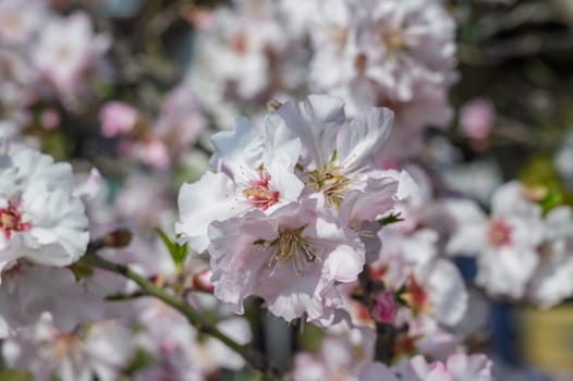 Delicate white flowers adorn branches, signaling the beauty of spring in a tranquil garden setting filled with hope.