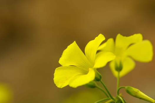 Delicate yellow petals unfurl as they bask in sunlight, adding beauty to a tranquil gardening scene in mid-afternoon.