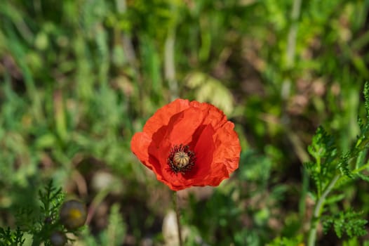 A stunning red poppy blooms brightly amidst fresh greenery on a warm day in late spring, showcasing nature's beauty.