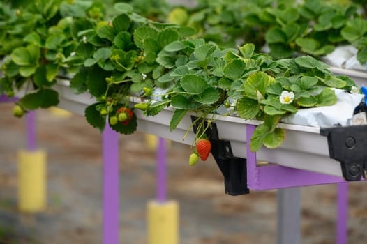 Rows of lush strawberry plants thrive under sunlight, showcasing ripe red fruit and delicate white blooms in spring.