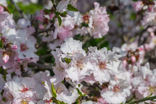 Delicate pink almond blossoms fill the branches, reflecting sunlight on a bright spring day, promising new beginnings.