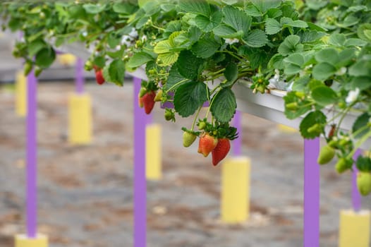 Lush green strawberry plants hang low, displaying ripe berries in a charming outdoor garden setting.