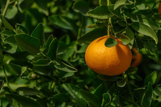A plump orange dangles from a vibrant green tree, basking in sunlight amidst a flourishing orchard setting.