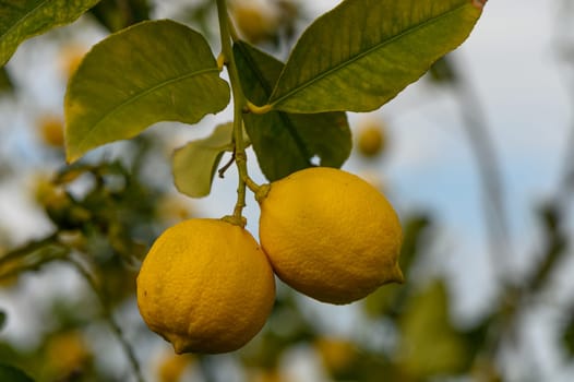 Vibrant yellow lemons dangle from their branches, illuminated by sunlight in a peaceful garden setting.
