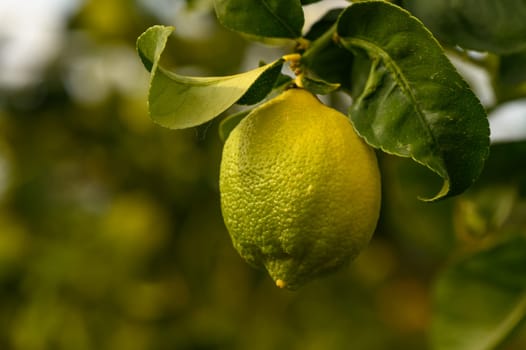 A bright green lemon clings to a leafy branch, bathed in warm sunlight, showcasing nature's beauty and bounty.
