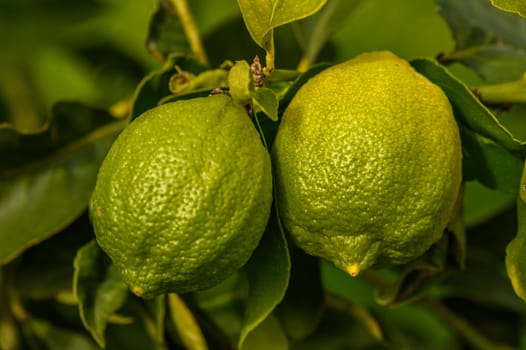Two plump green lemons hang from lush branches under bright sunlight in a warm summer garden.