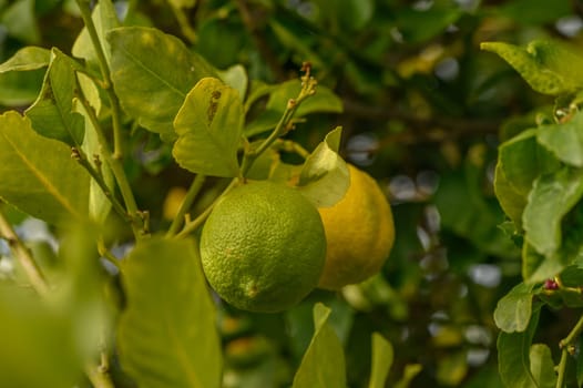 Fresh green limes and bright yellow lemons hang from tree branches surrounded by vibrant green leaves.