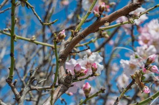 Delicate pink and white blossoms adorn tree branches beneath a clear, bright blue sky in springtime.