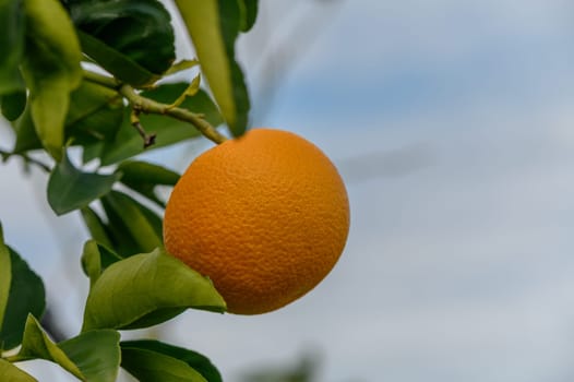 Golden orange rests among green leaves, showcasing the beauty of nature in a serene orchard during overcast weather.