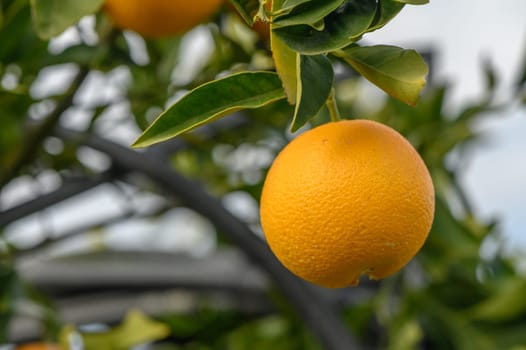 A single ripe orange dangles from a tree branch, surrounded by rich green leaves under clear blue skies.
