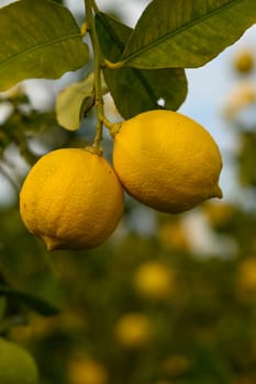 Bright lemons cluster on branches, basking in warm sunlight as evening approaches in the vibrant orchard.