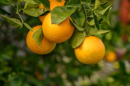Juicy oranges bask in the sunlight, dangling from healthy branches surrounded by vibrant foliage in an orchard.