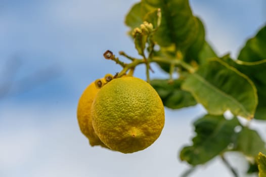 Limes dangle from a leafy branch, basking in the sun's warm glow against a backdrop of blue sky.