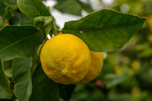 Bright yellow lemons hang from vibrant green leaves, enjoying the warm sun in a serene garden setting.