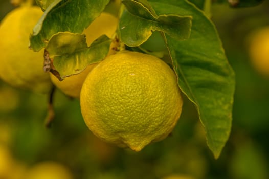 Juicy lemons dangle from verdant leaves, illuminated by the warm midday sun in a lively orchard.
