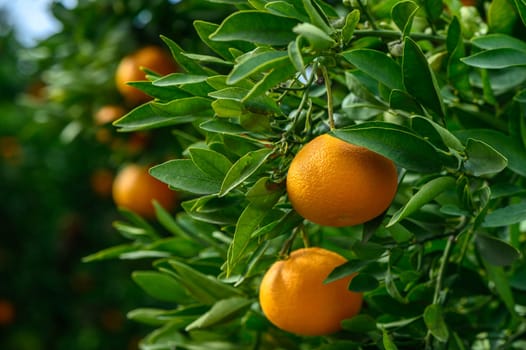 Juicy oranges dangle from the branches, glistening under the warm sunlight while surrounded by lush greenery.