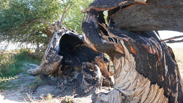 Close-up view of a charred tree trunk with vibrant new growth emerging, illustrating the remarkable resilience of nature in the aftermath of a devastating fire