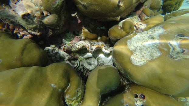 Sunlight illuminates a fluted giant clam nestled within a vibrant coral reef, showcasing the beauty and biodiversity of a tropical marine ecosystem