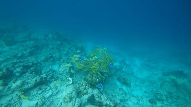 Swimming together above a vibrant coral reef, a school of yellowback fusiliers and powder blue tangs fills the clear blue waters of the maldives with color and life