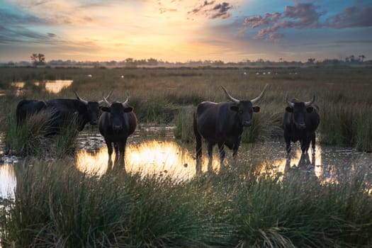 Group of bulls in the sun of Camargue, France