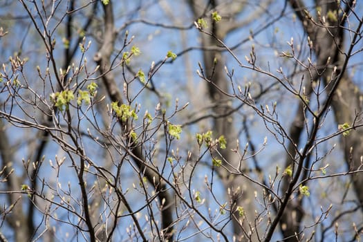 New Spring buds in Vermont.