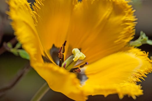 Close-up of a yellow tulip.