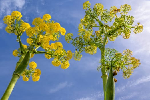 Low angle shot of flowering Ferula communis, the giant fennel, against blue sky.