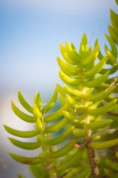 Crassula tetragona is a succulent plant native to Southern Africa. It is also known as Miniature Pine Trees because of its needle-like leaves and shrubby appearance