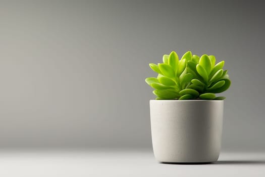A vibrant green succulent sits in a light gray pot. The plant's healthy appearance is highlighted against a neutral backdrop. No people are involved.