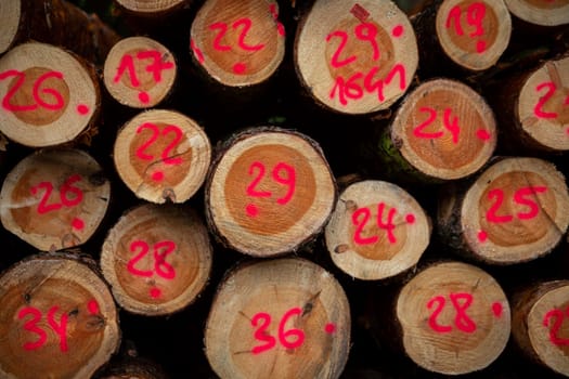 A carefully arranged collection of freshly cut logs that features bright red markings meant for clear identification