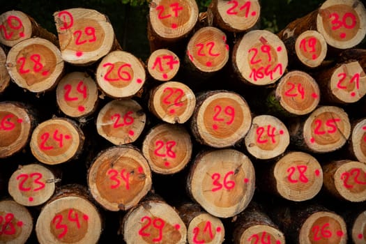 This is a detailed closeup view showcasing stacked tree logs, each displaying distinct red numerical markings
